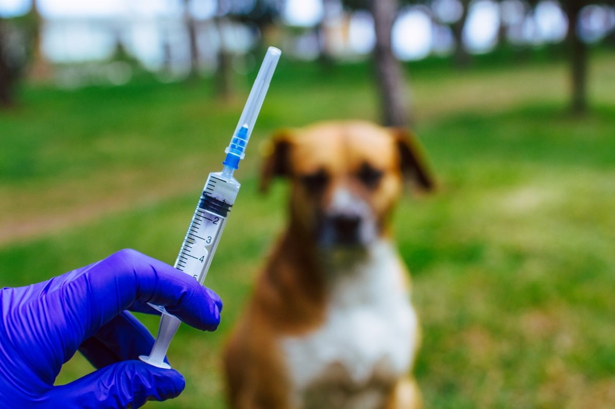 RAIVA CANINA I Após 40 anos, capital paulista registra primeiro caso de raiva canina